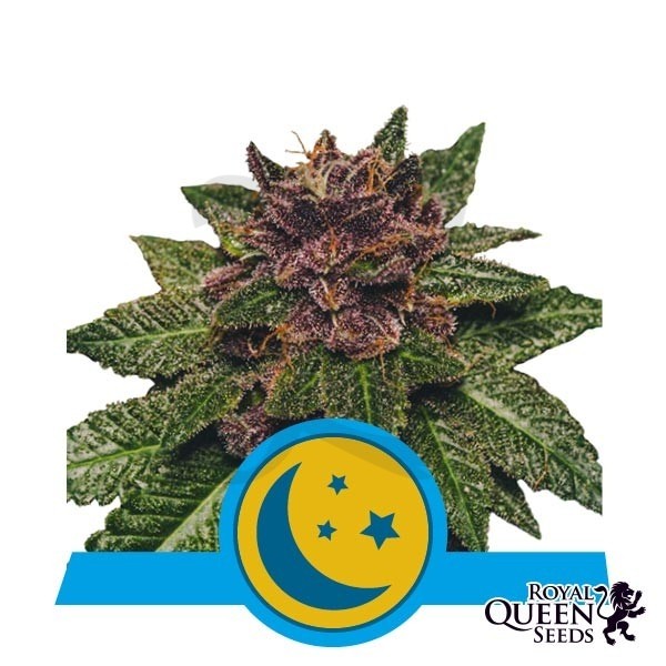Plante de marijuana Purplematic CBD