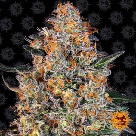 Bubba Kush Brney's Farm