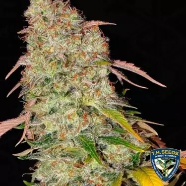 Akorn Feminizadas del banco T.H. Seeds - Grow Barato