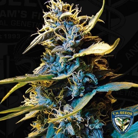 Auto Northern Hog feminizada T.H. Seeds - Grow Barato