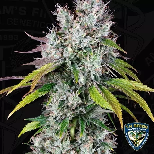 View Underdawg Cannabis Plant