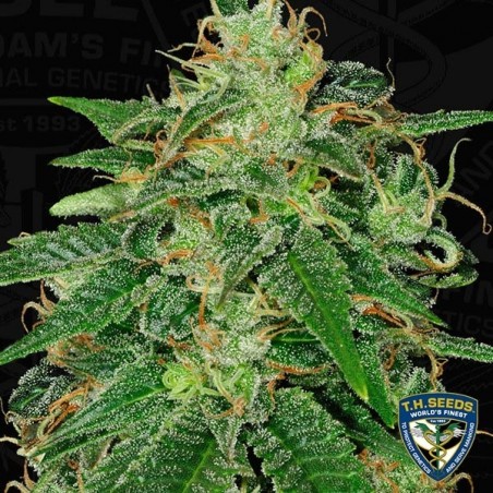 S.A.G.E. Feminizada del banco T.H. Seeds - Grow Barato