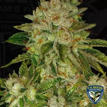 MK Ultra Semillas feminizadas de T.H. Seeds - Grow Barato