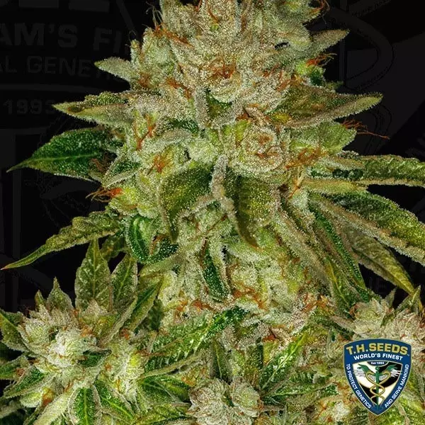 View MK Ultra Semillas feminizadas de T.H. Seeds - Grow Barato