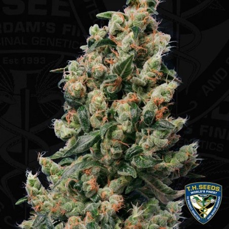 Kushage