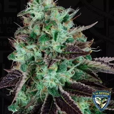 Darkstar Semillas feminizadas de T.H. Seeds - Grow Barato
