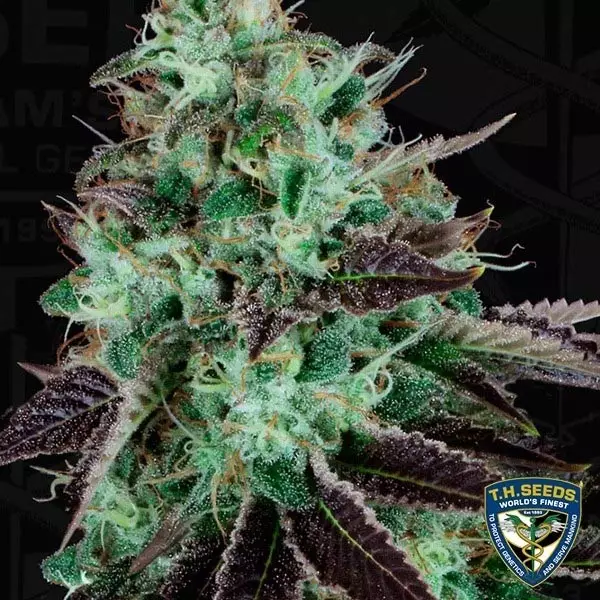 View Darkstar Semillas feminizadas de T.H. Seeds - Grow Barato
