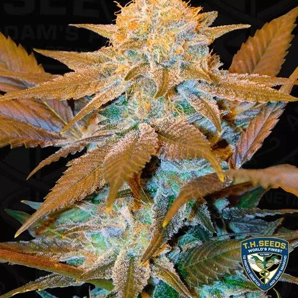 View Critical Hog Cannabis Plant