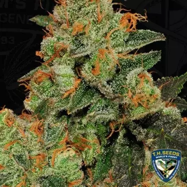 Bubblegum Feminizadas de T.H. Seeds - Grow Barato