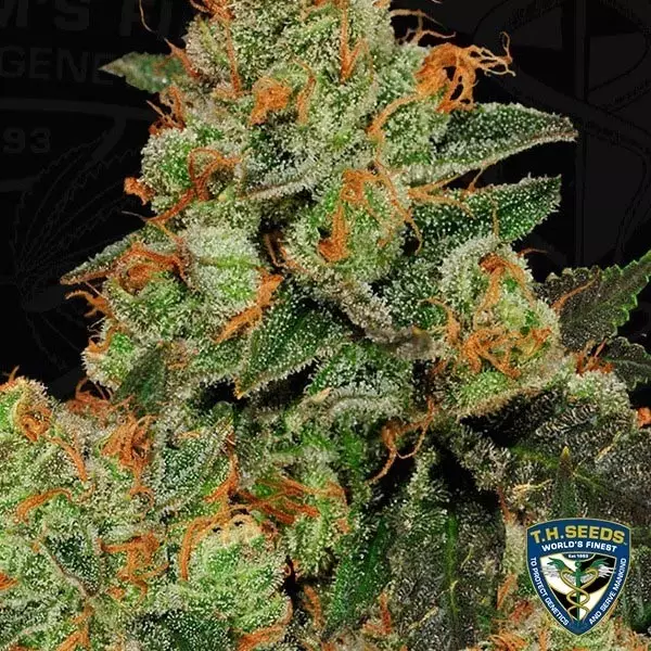 View Bubblegum Feminizado de Sementes T.H. - GB The Green Brand