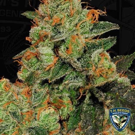 Bubblegum Feminizadas de T.H. Seeds - Grow Barato