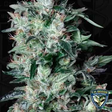 A-Train Cannabis Plant