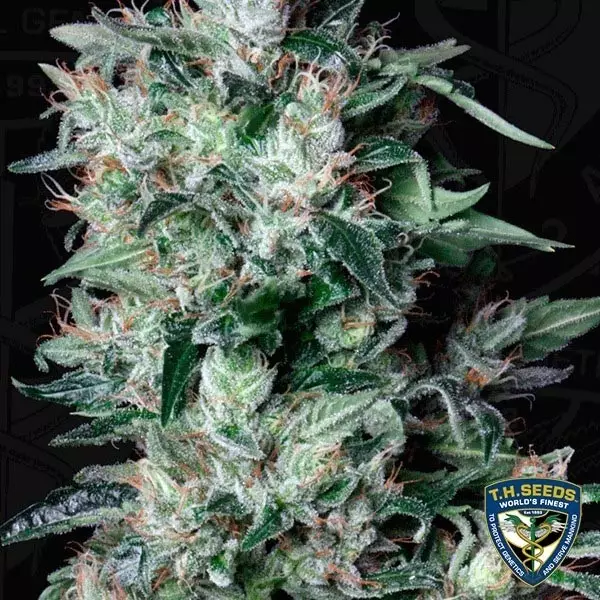 View A-Train Feminizada del banco T.H. Seeds - Grow Barato