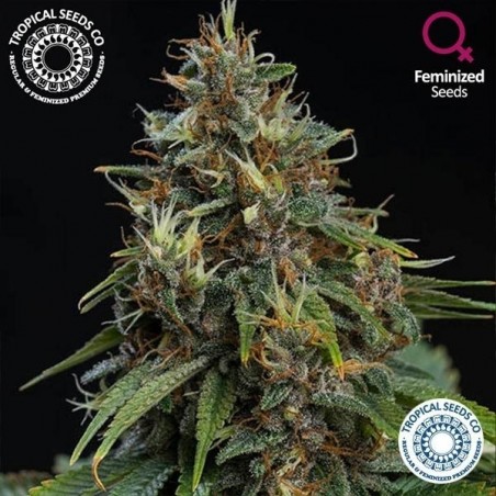 Bisho Purple de Tropical Seeds Co feminizada - Grow Barato