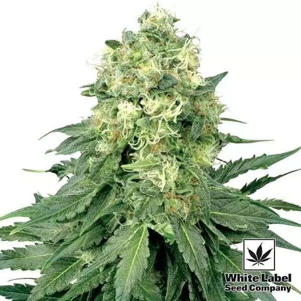 View White Widow regular White Label - GB The Green Brand