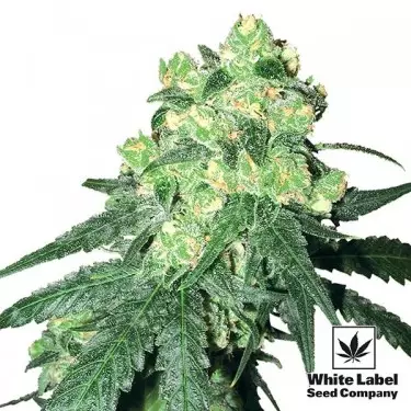 White Label Regular White Label - GB The Green Brand