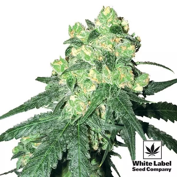 View White Label Rhino Regular cannabis plant