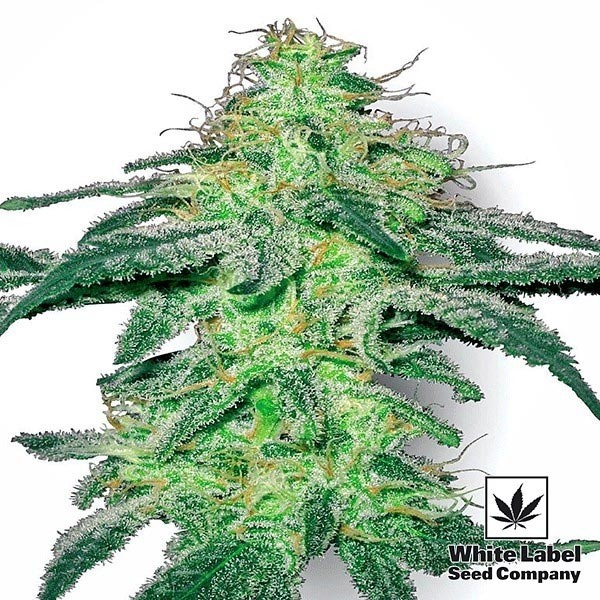 View White Skunk White Label Semillas Regulares - Grow Barato