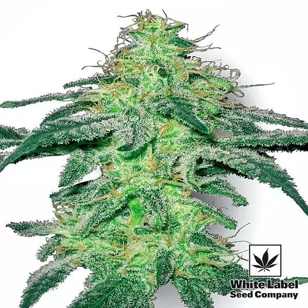 View White Skunk White Label Semillas Regulares - Grow Barato