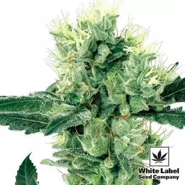 White Haze Regular de White Label Seeds - Grow Barato