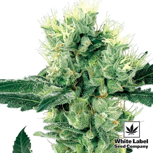 White Haze Regular de White Label Seeds - Grow Barato