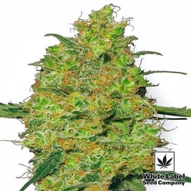 Master Kush Regular cannabis plant