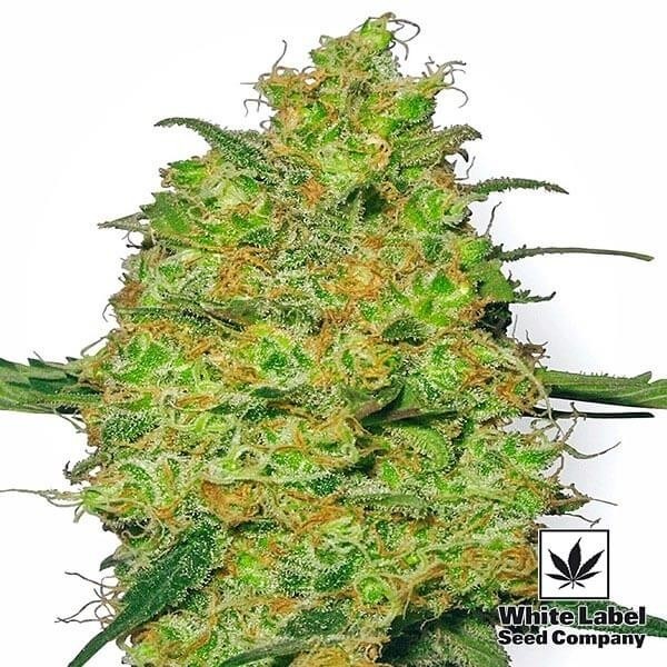 View Master Kush regular