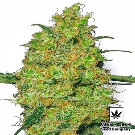 Master Kush regular