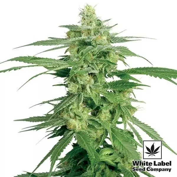 View Holland's Hope regular White Label - GB The Green Brand