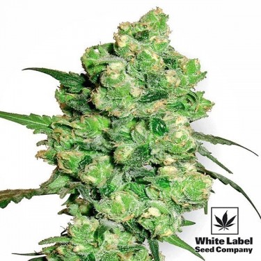 Super Skunk Regular cannabis plant
