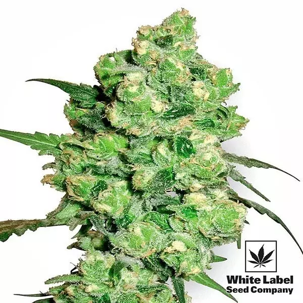 Super Skunk Regular White Label Sementes - GB The Green Brand