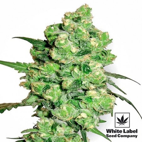 Super Skunk regular