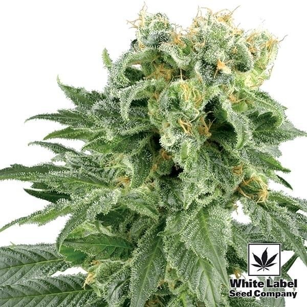 View Double Gum Regular de Semilas White Label - Grow Barato