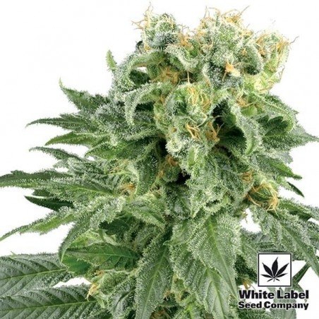 Double Gum Regular de Semilas White Label - Grow Barato