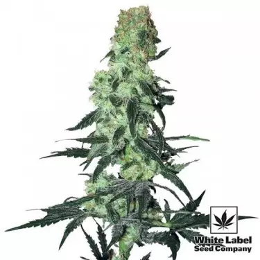 Amnesia White Regular de White Label - Grow Barato