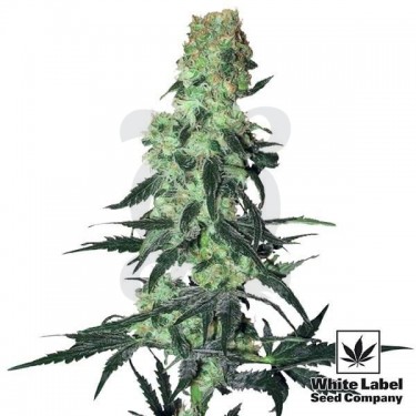 Amnesia White Regular cannabis plant