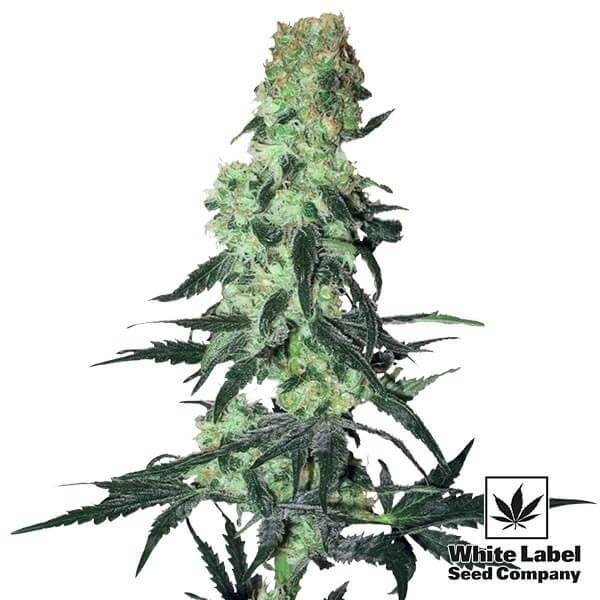 View Amnesia White Regular de White Label - Grow Barato