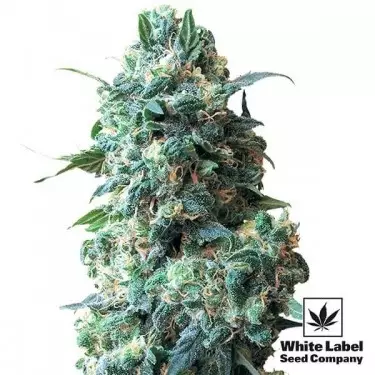 Afegão Kush Sementes regulares White Label - GB The Green Brand