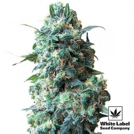 Afghan Kush regular