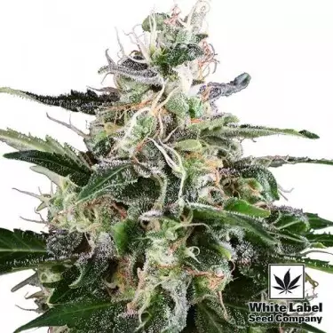 White Skunk Automatic de White Label - Grow Barato