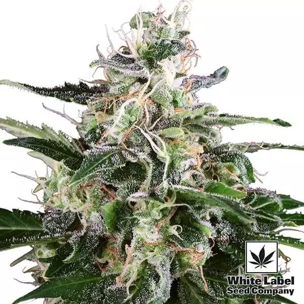 View White Skunk Auto Cannabis Plant