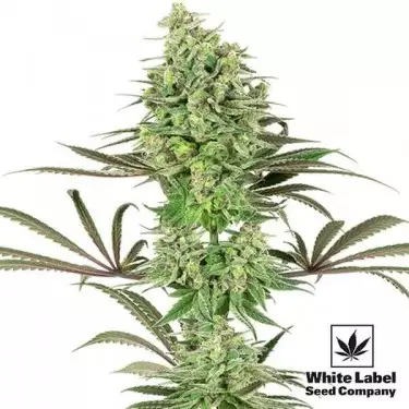 Double Banana Kush of White Label Seeds - GB The Green Brand