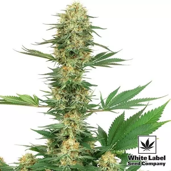 View Gelato 420 de White Label sabrosa y potente - Grow Barato