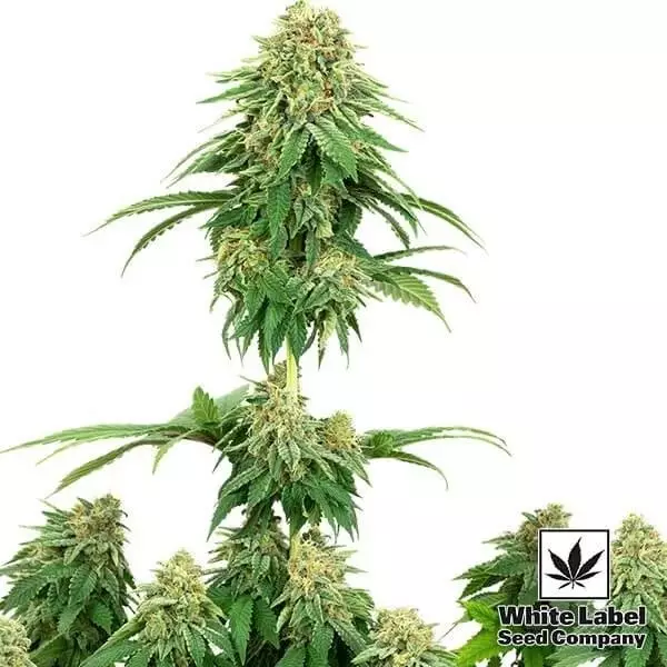 View Girl Scout Cookies de White Label Seeds - Grow Barato