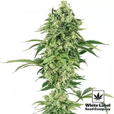 Nicole Hindu Kush of White Label Seeds - GB The Green Brand