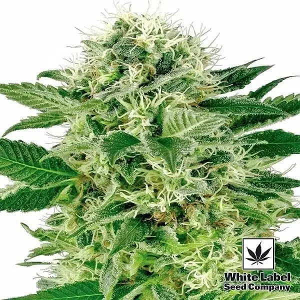 View Northern Lights marijuana plant