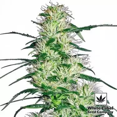 Purple Haze cannabis strain