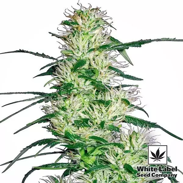 View Purple Haze cannabis strain