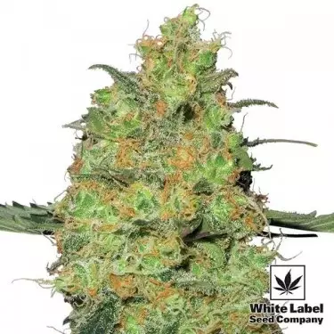 Mestre Kush feminizado White Label - GB The Green Brand