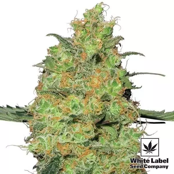 Mestre Kush feminizado White Label - GB The Green Brand